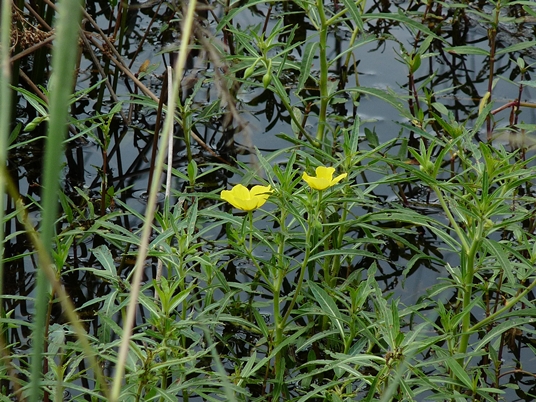{Ludwigia grandiflora ssp. hexapetala}